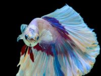 How to tell if a betta fish is dying?