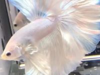 How to tell if your betta fish is happy?