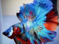 Plants for a betta fish