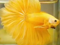 Proper temperature for betta fish