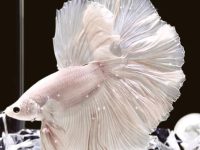 Signs of a betta fish dying