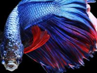 Snails for betta fish tank