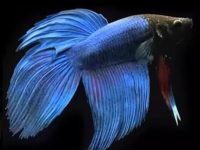 Types of betta fish male