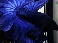 What can betta fish live with?