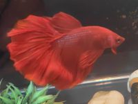 What do I need for a betta fish?