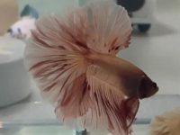 Ideal temperature for a betta fish