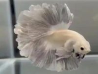 Live betta fish food