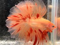 Live plants for betta fish tank