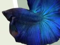 What fish can go with betta fish?