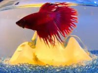What is the water temperature for betta fish?