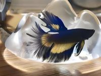 What size tank does a betta fish need?