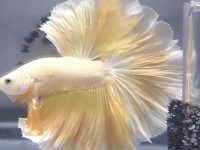 What temp for betta fish?