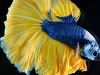 What type of water for a betta fish?