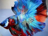 Where do betta fish originate from?