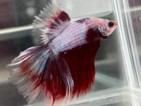Why isn't my betta fish eating?