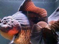 How big do gold fish get?