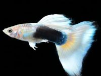 Do guppies eat their babies?