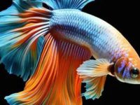 Do guppy fish need a heater?