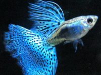 How big can guppies get?