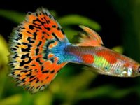 How long do guppies stay pregnant?