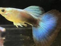 What can guppies eat?