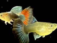 What temperature does guppies need?