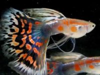 Different kinds of guppy fish