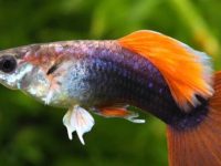 Female guppy fish pregnant