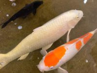 Do koi carp eat other fish?