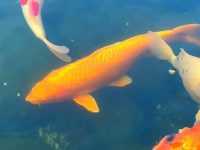 Do koi fish hibernate?