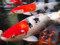 Biggest koi fish in the world