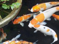 Different varieties of koi fish