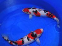Koi fish temperature of water