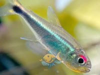 How long does a neon tetra live?