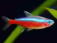 What does neon tetra eat?