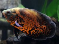 How big does oscar fish get?