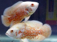 How long does a oscar fish live?