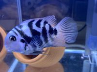 what do parrot fish eat?