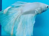 can two betta fish live together?