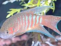 how do you take care of a betta fish?