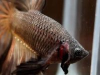 what do betta fish eat?