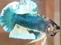 plakat betta fish types