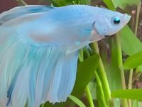 white spots on betta fish