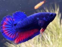 aquarium filter for betta fish