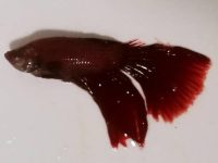 betta fish behavior before death
