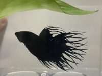 betta fish bowl setup