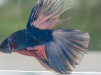 betta fish natural food