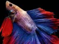 average lifespan for a betta fish