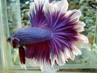 best gravel for betta fish