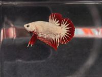 betta fish aggression